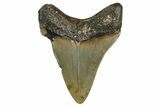 Fossil Megalodon Tooth - North Carolina #355736-1